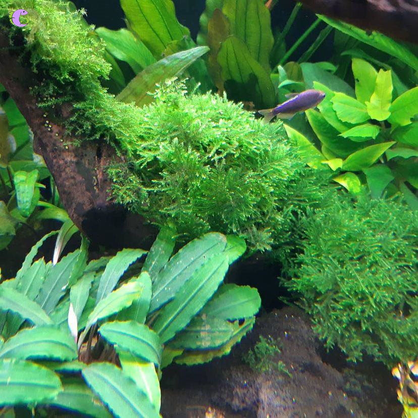 Vỉ Rêu Mini Spiky