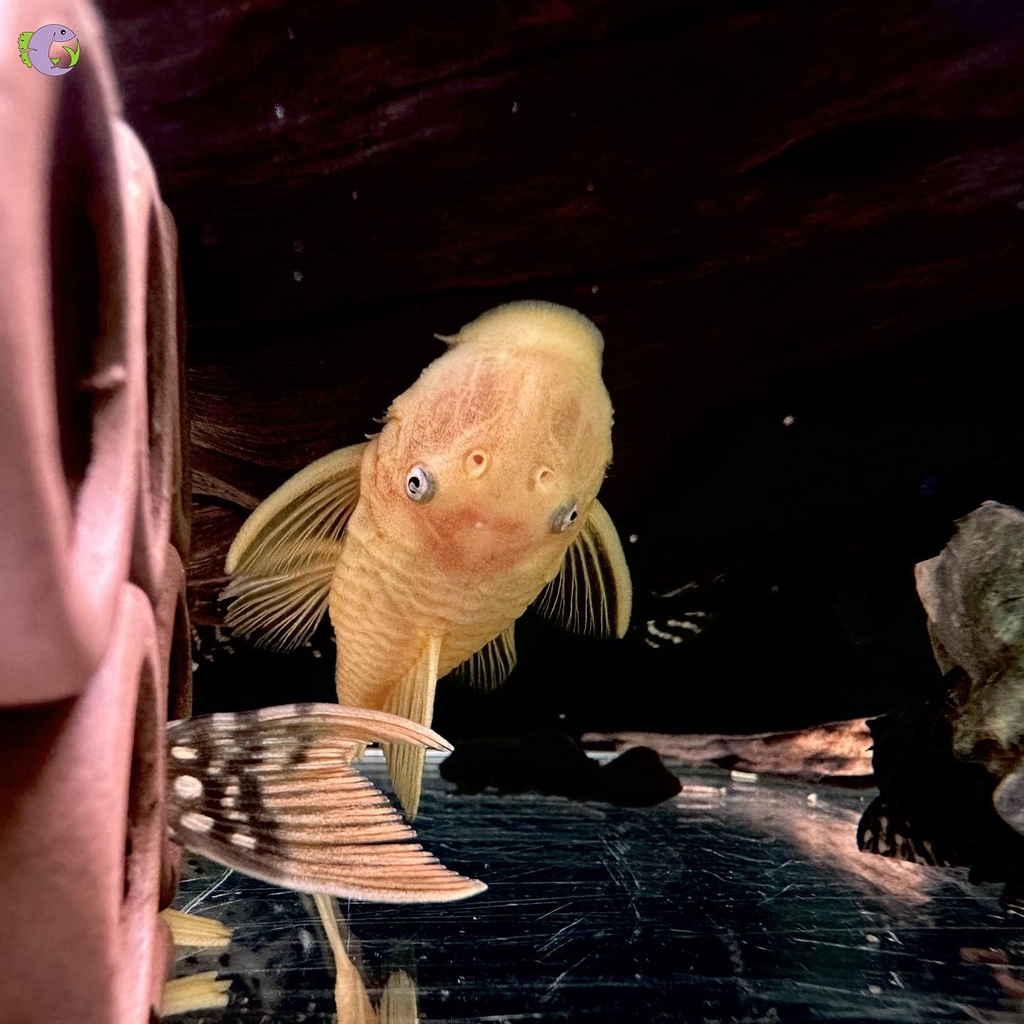 Cá Shortfin Vàng Size Sinh Sản (1 đôi)