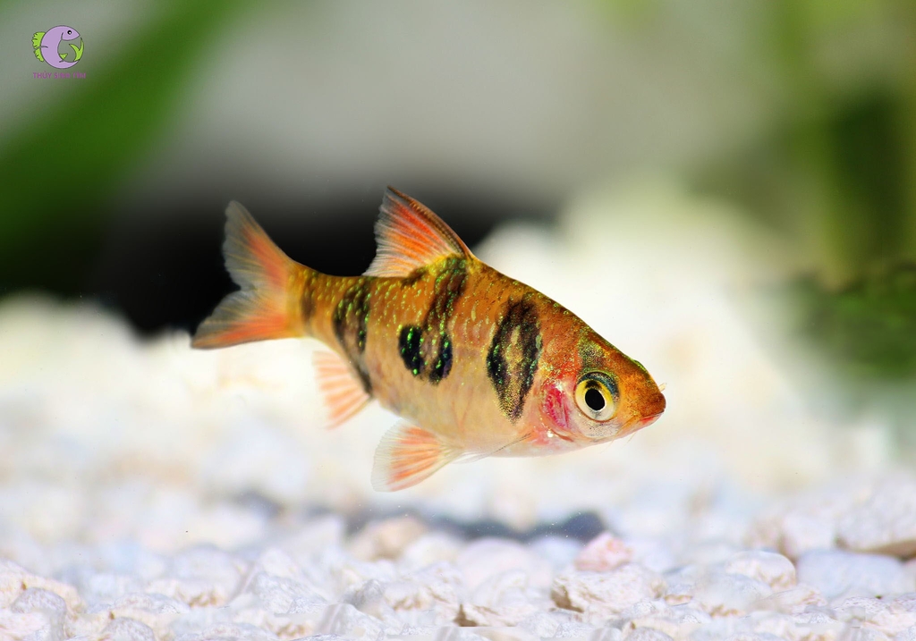 Cá Snakeskin Barb-3
