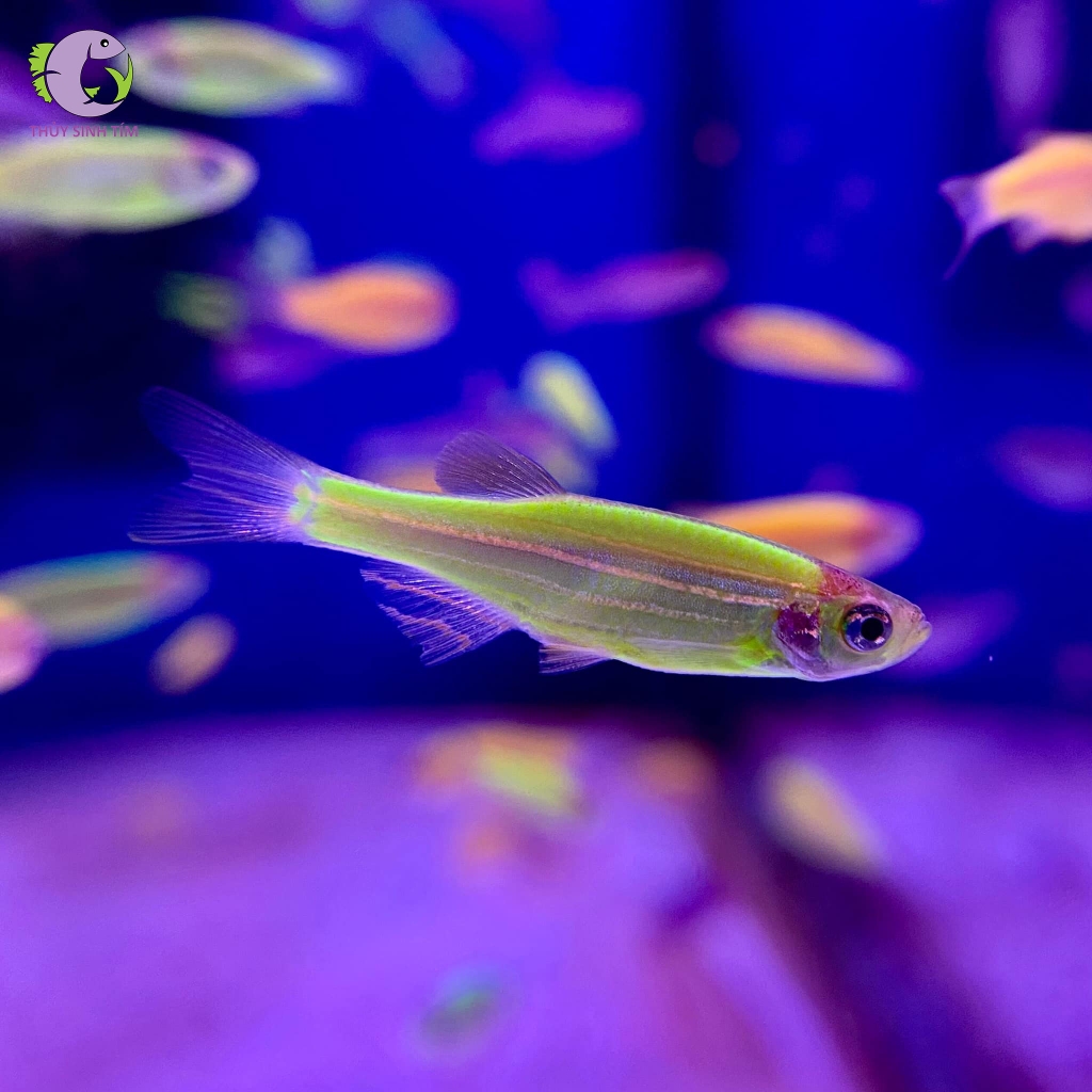 Cá Sọc Ngựa Vi Ngắn-3