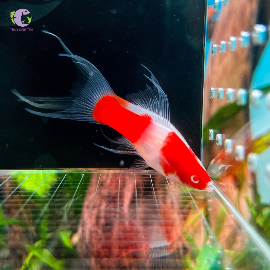 Cá Song Kiếm Koi-3