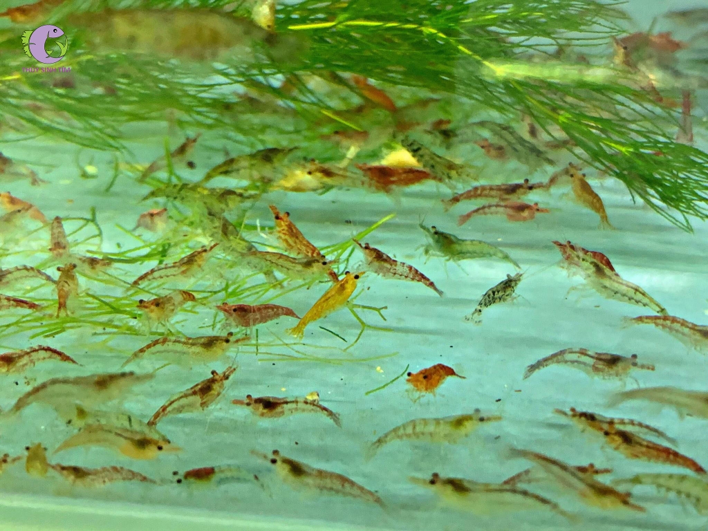 Tép Loạn Màu Việt-3