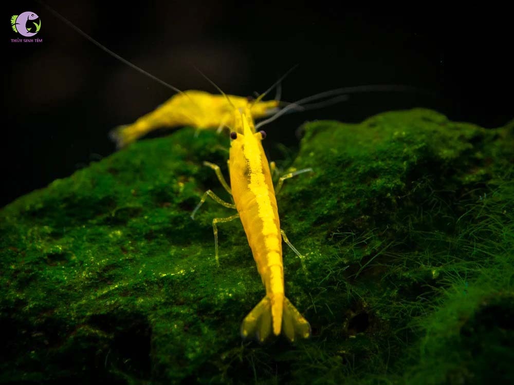 Tép Vàng Sọc Đài-3