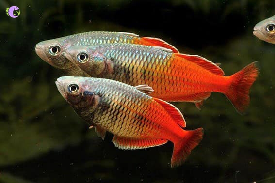 Cá Thạch Mỹ Nhân Đuôi Đỏ - 1