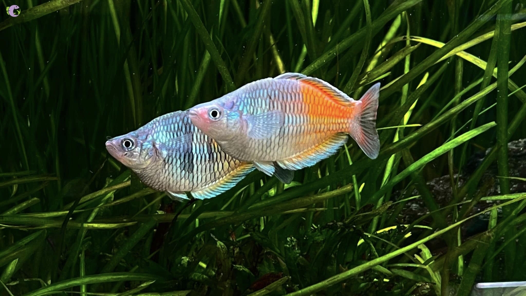 Cá Cầu Vồng Xanh Indo SHORT