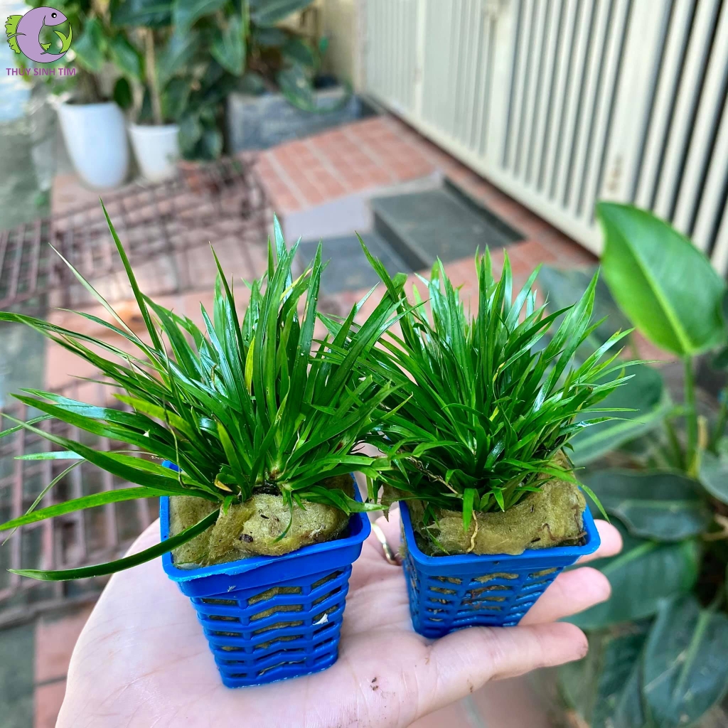 thạch xương bồ 1