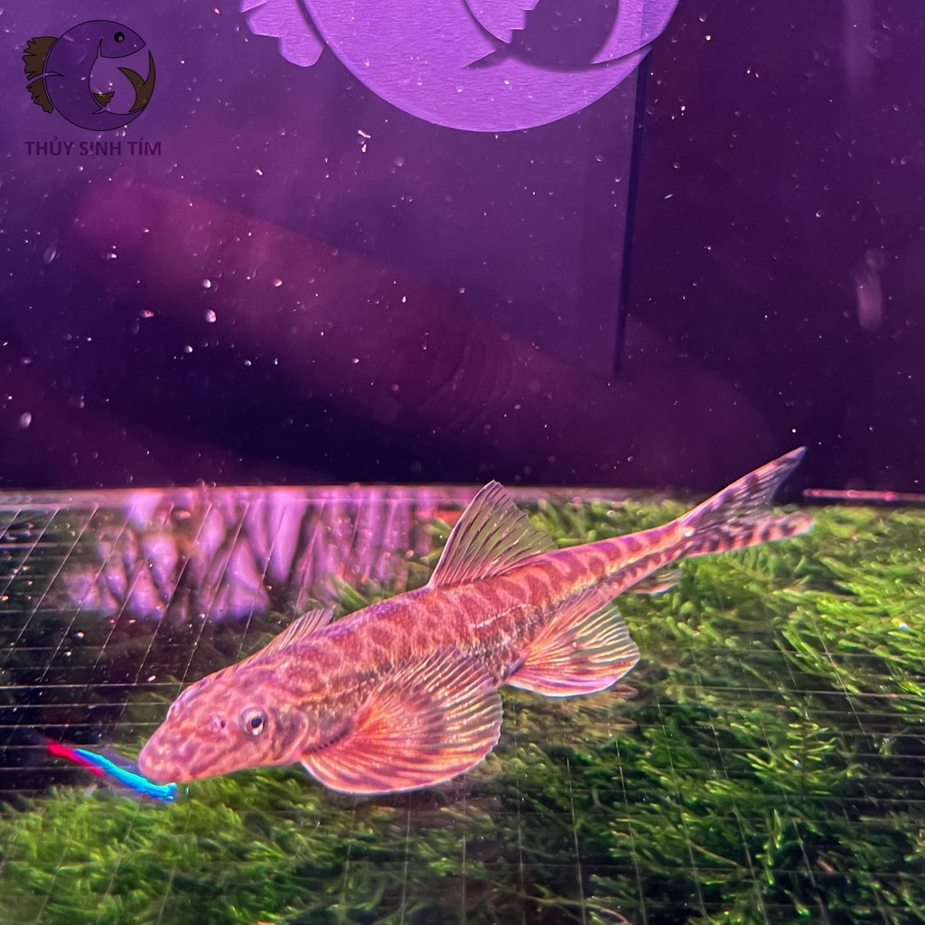 Thằn Lằn Suối-3