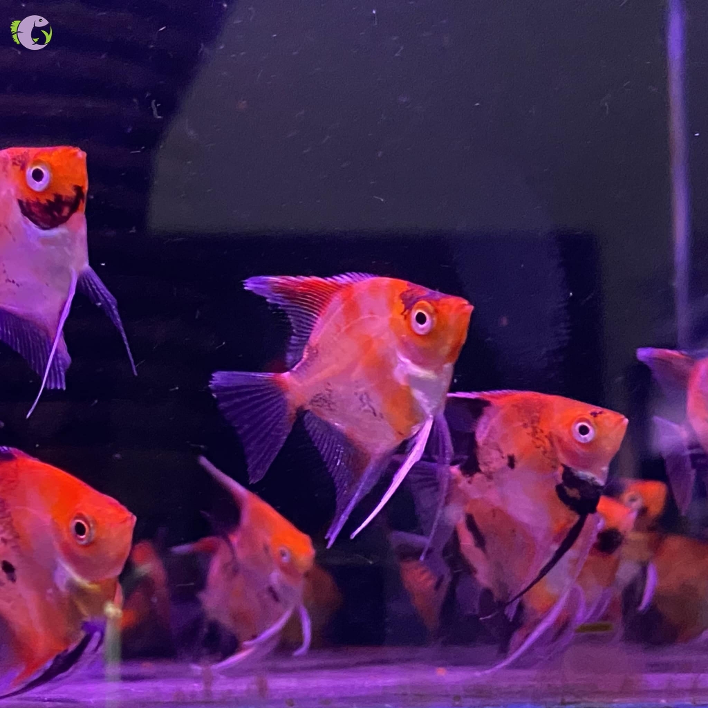 Cá Thần Tiên Red Devil (size 2 - 3) - 1