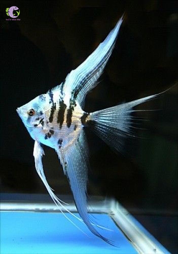 Cá Thần Tiên Zebra Vây Dài-3