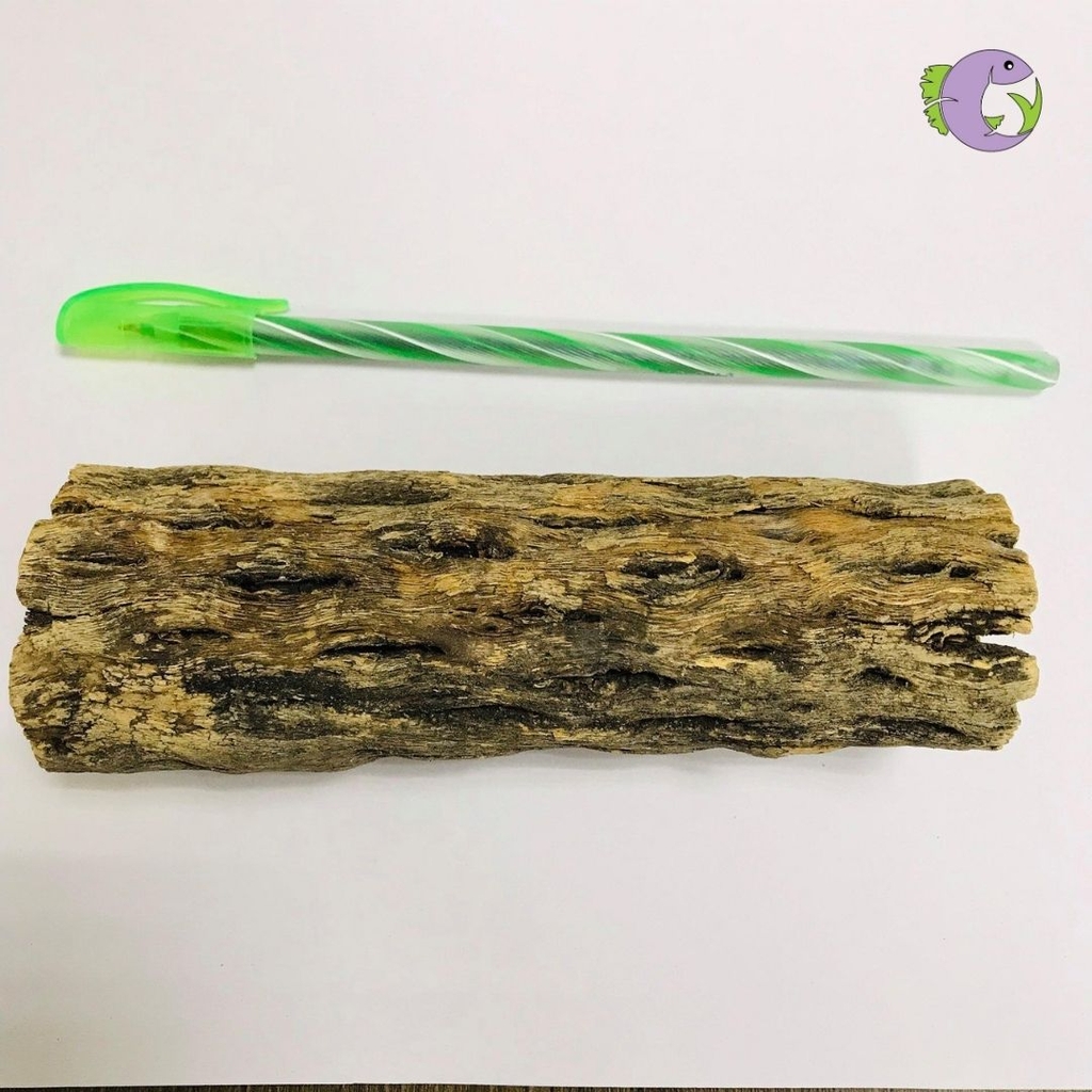 Lũa Cholla Đại 1