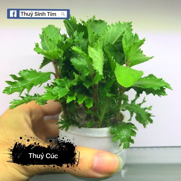 Cây Cắt Cắm Thủy Cúc