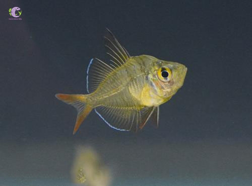 Cá Thủy Tinh Ấn Độ-3