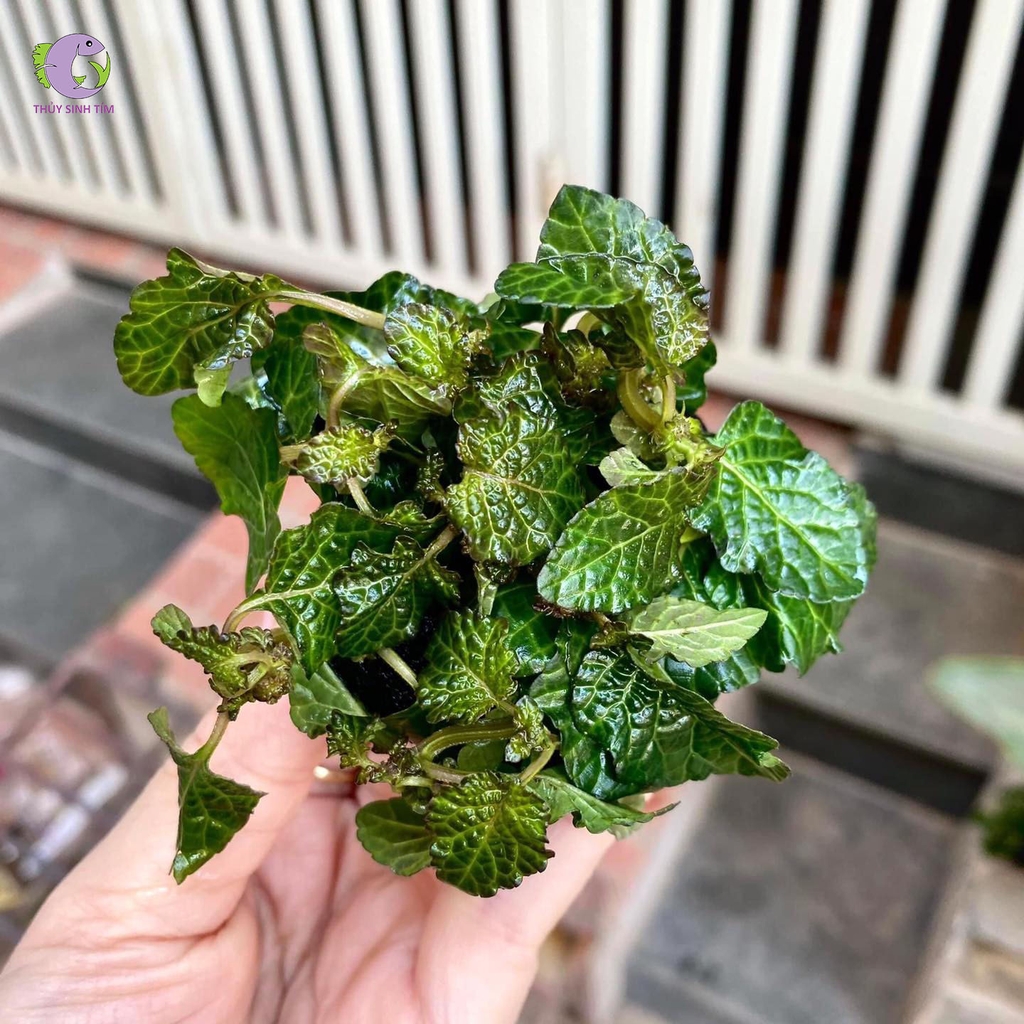 Cây Tía Tô Thủy Sinh-3