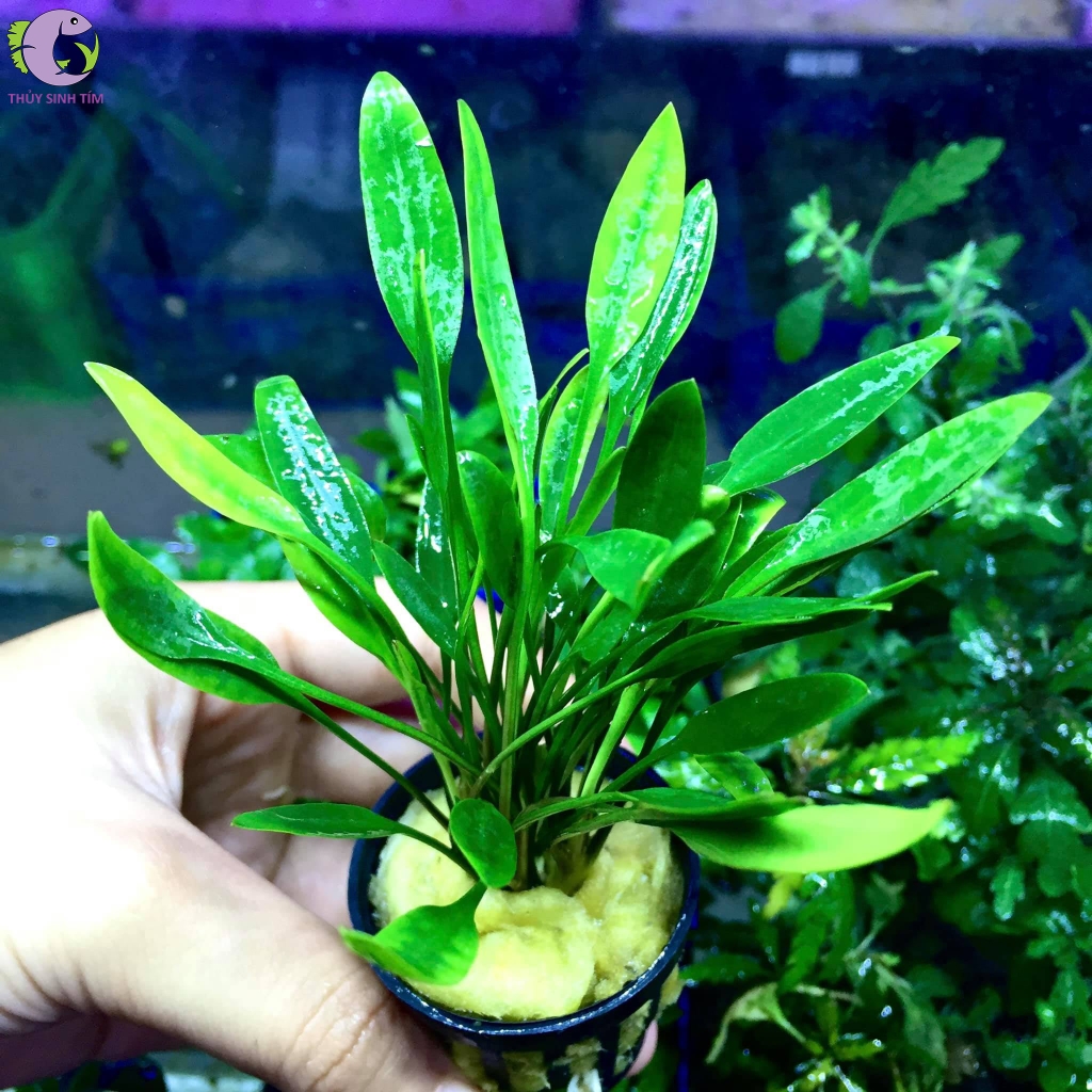 tiêu thảo mũi tên 1