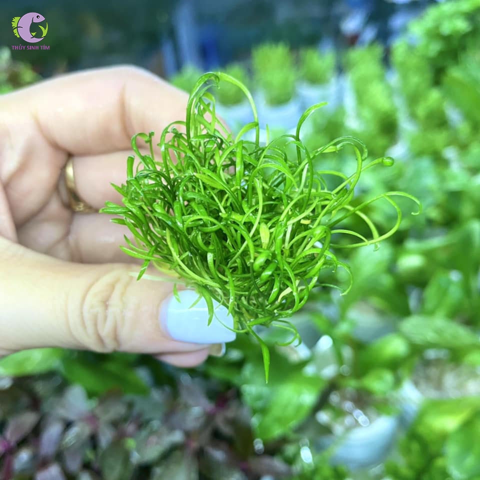 Tiêu Thảo Parva Mini-3