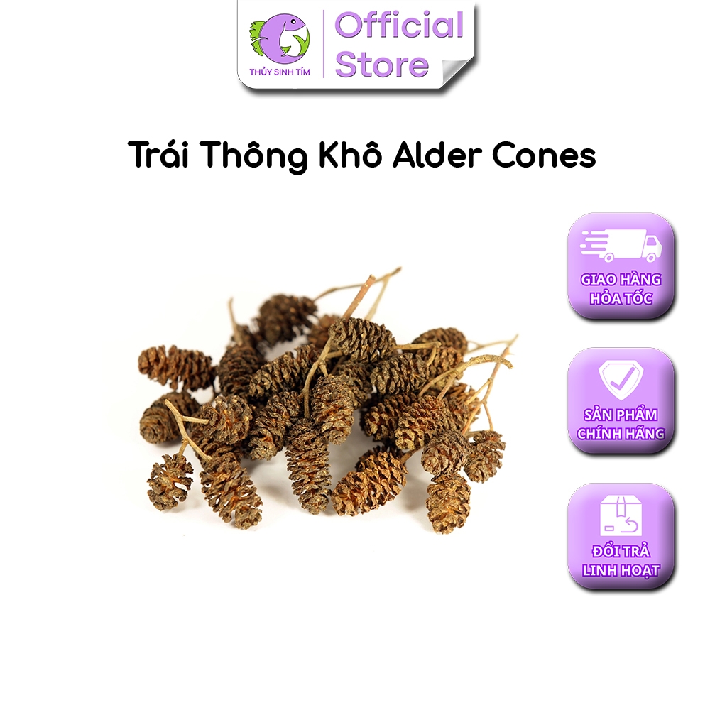 Trái thông khô ALDER CONES - 2