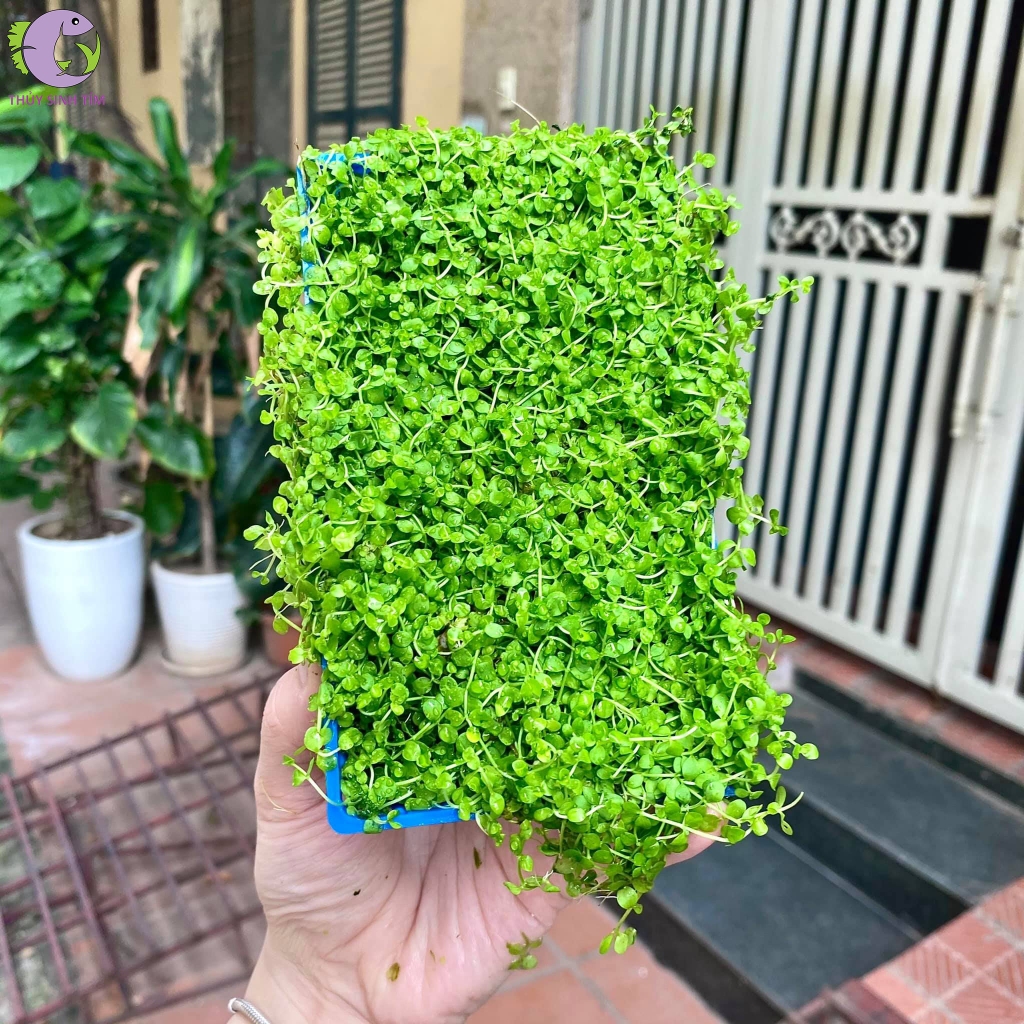 trân châu ngọc trai 1