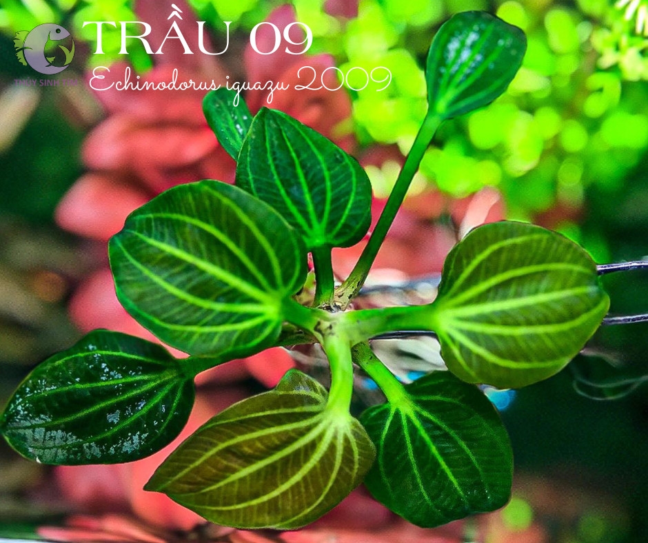Cây Trầu Iguazu 2009-3