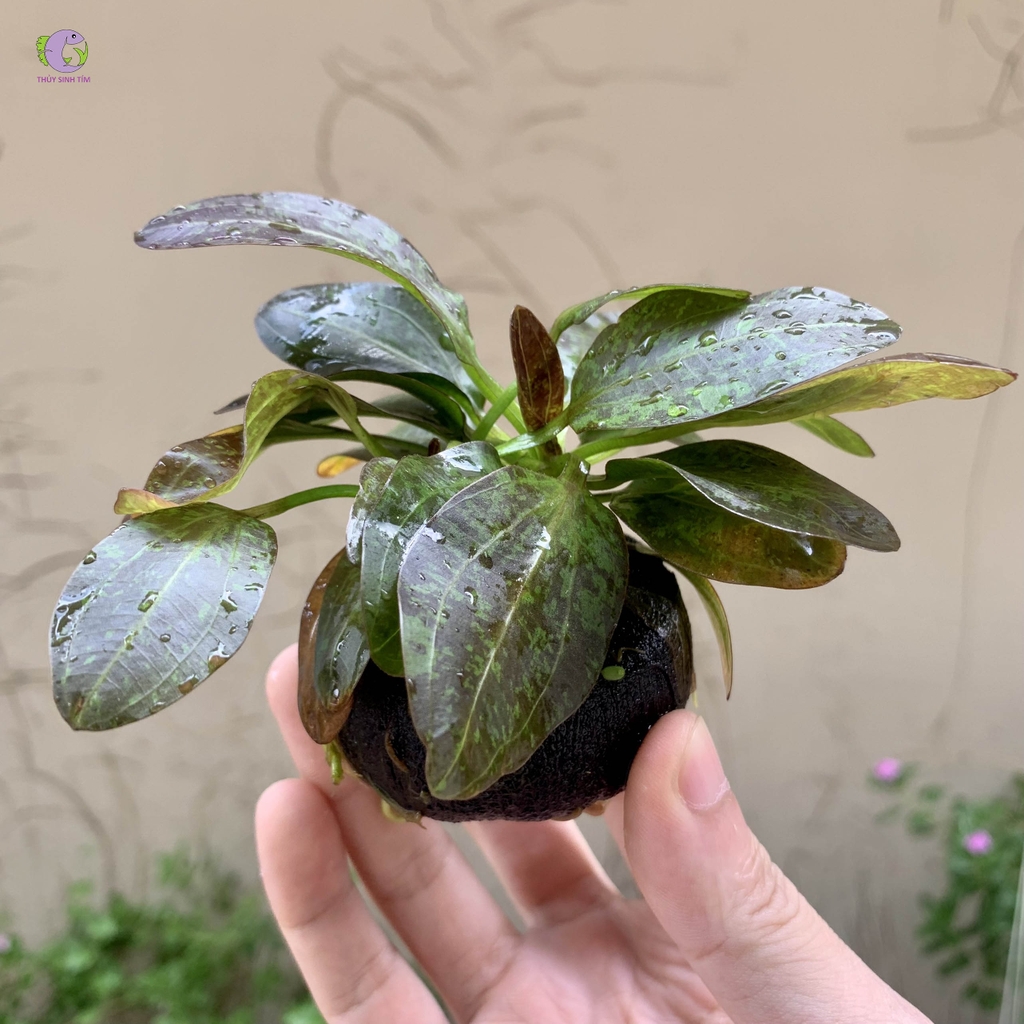 Cây Trầu Chấm Xanh-3