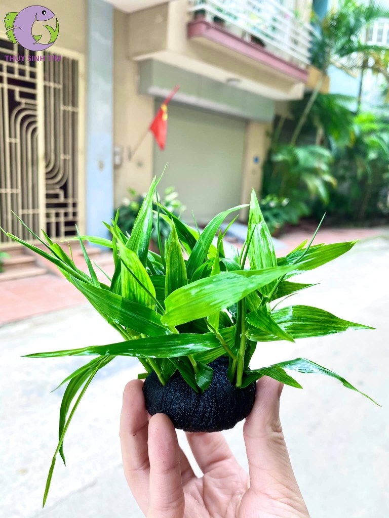tre thủy sinh 1