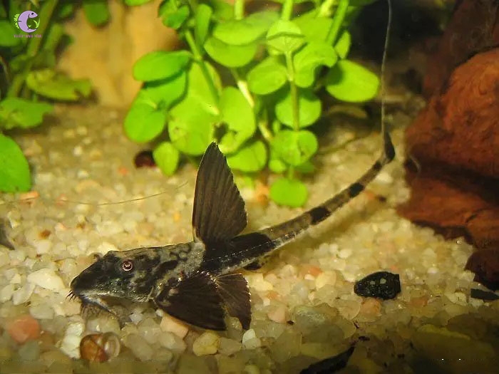 Trực Thăng Panda-3