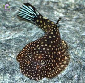 Tỳ Bà Bướm Galaxy-3