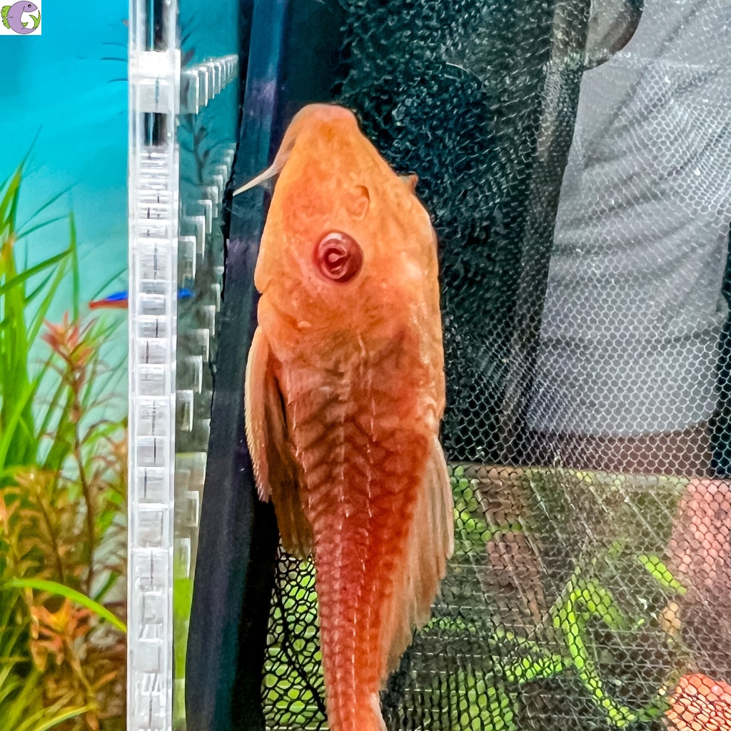 tỳ bà vàng - 1