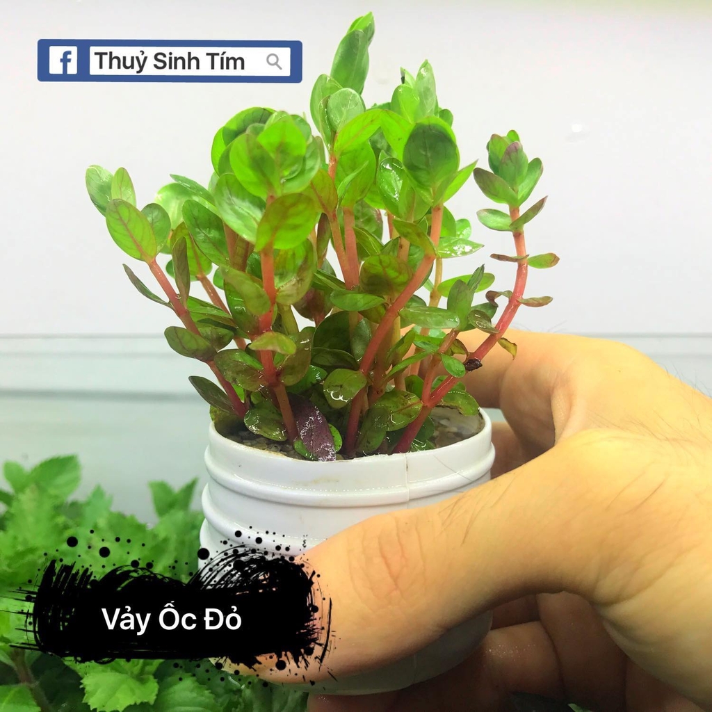 Cây vảy ốc đỏ