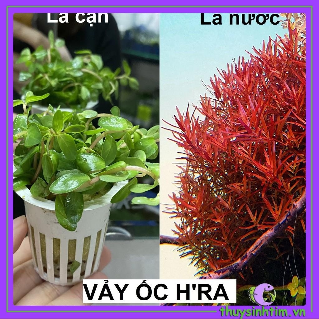 Cây Cắt Cắm Vảy Ốc H'ra-3