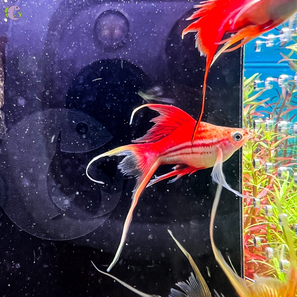 Cá Vũ Kiếm Short - Nhập 1