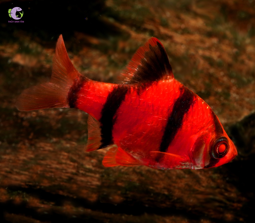 Cá Xecan Đỏ-3