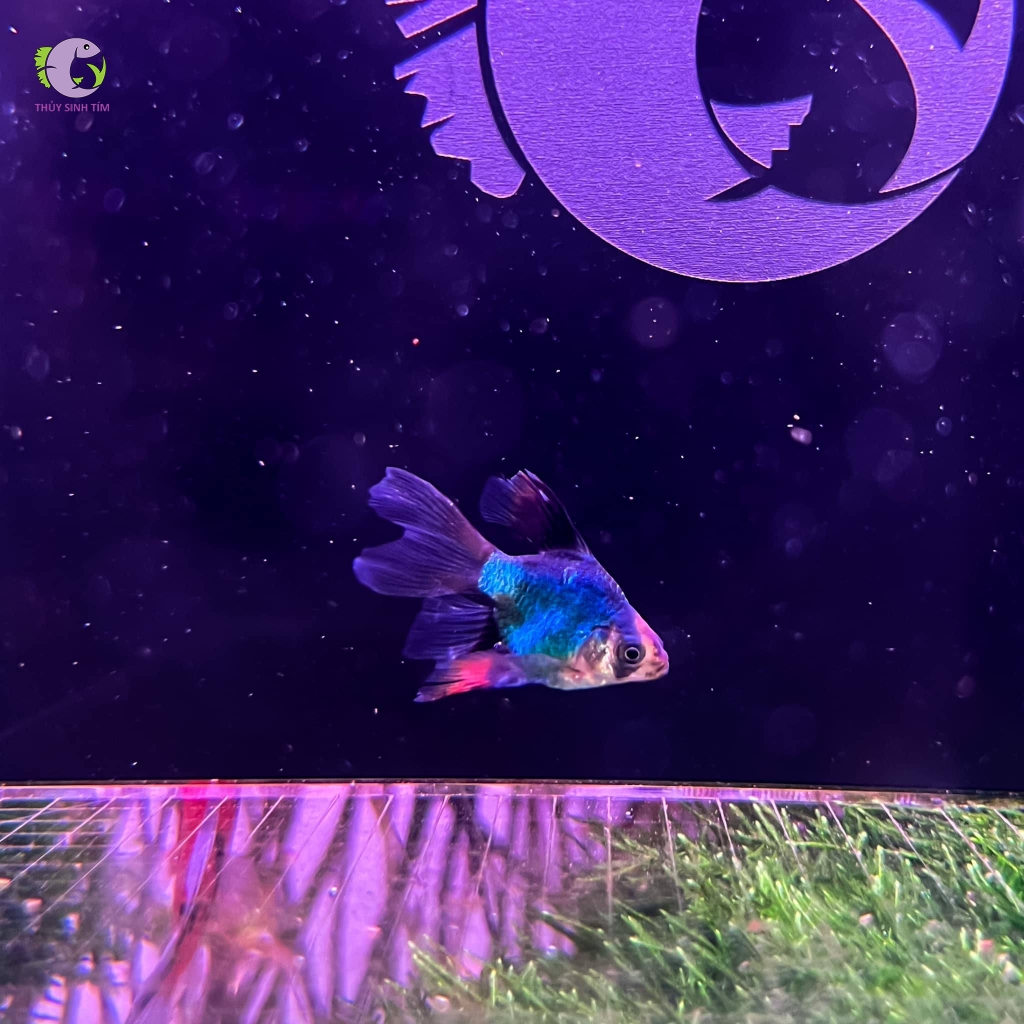 Cá Xecan Short Longfin-3