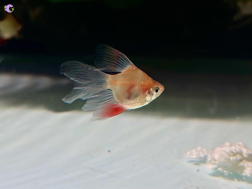 Cá Xecan Vàng Short Longfin