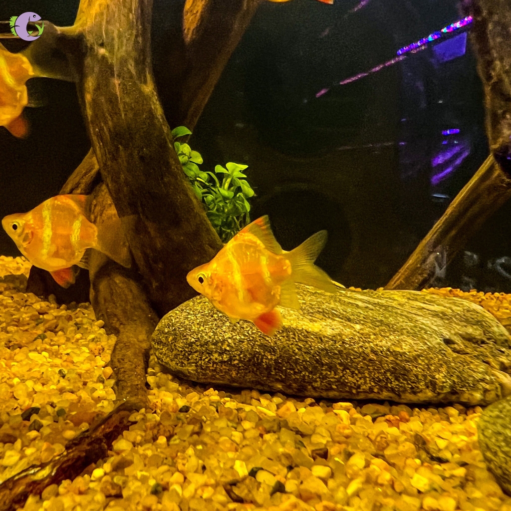 Cá Xecan Vàng Short - 1