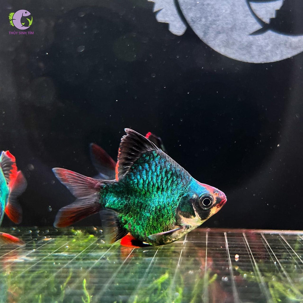 Cá Xecan Xanh Short-3