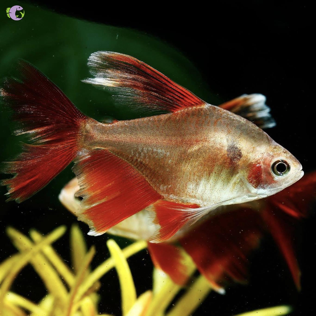 Cá Siam Ruby - 1