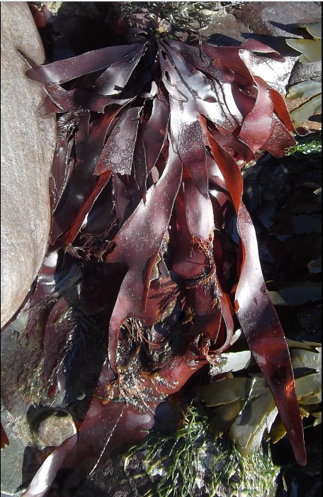 Tảo Dulse nguyên lá Vitaminsea