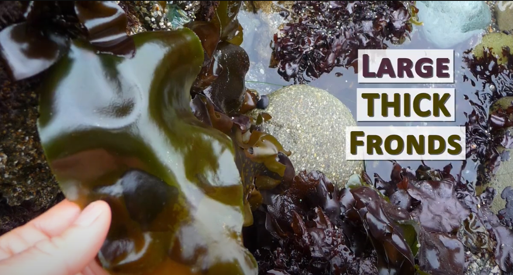 Tảo Dulse flake Đại tây dương Vitaminsea