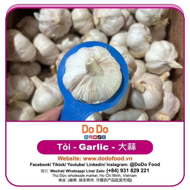 中国大蒜- Chinese Garlic | DODO FOOD