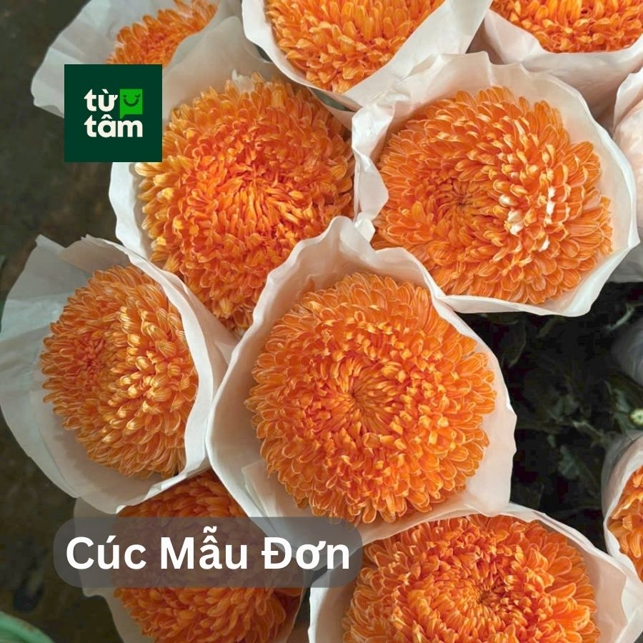 Hoa Cúc Mẫu Đơn | 5 Cành (chọn màu)