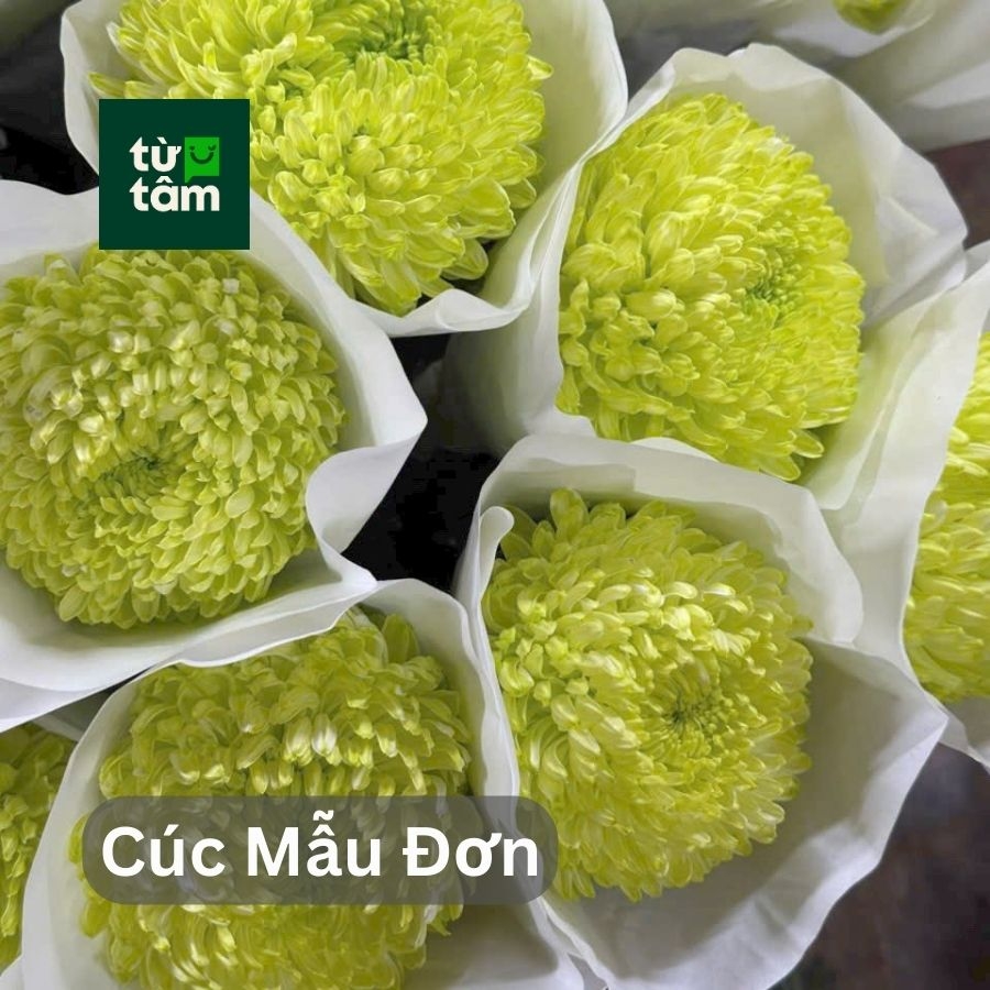 Hoa Cúc Mẫu Đơn | 5 Cành (chọn màu)