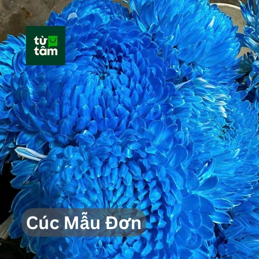 Hoa Cúc Mẫu Đơn | 5 Cành (chọn màu)