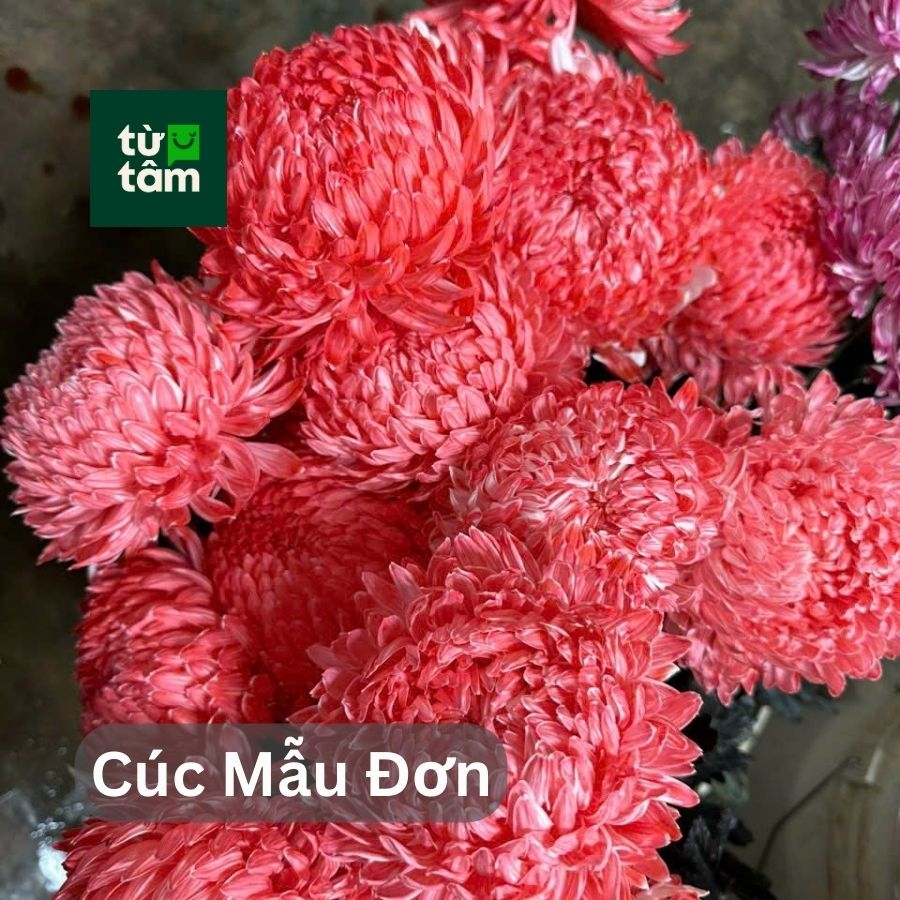 Hoa Cúc Mẫu Đơn | 5 Cành (chọn màu)