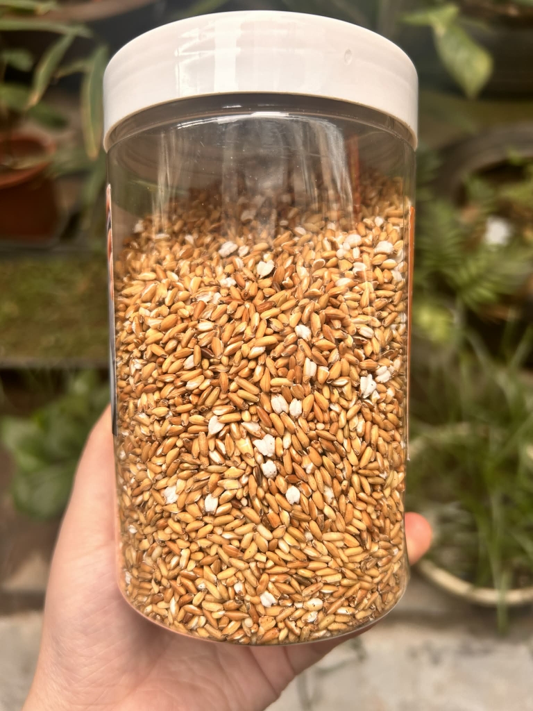 Trà gạo lứt rang củi 450g (gạo lứt vàng)