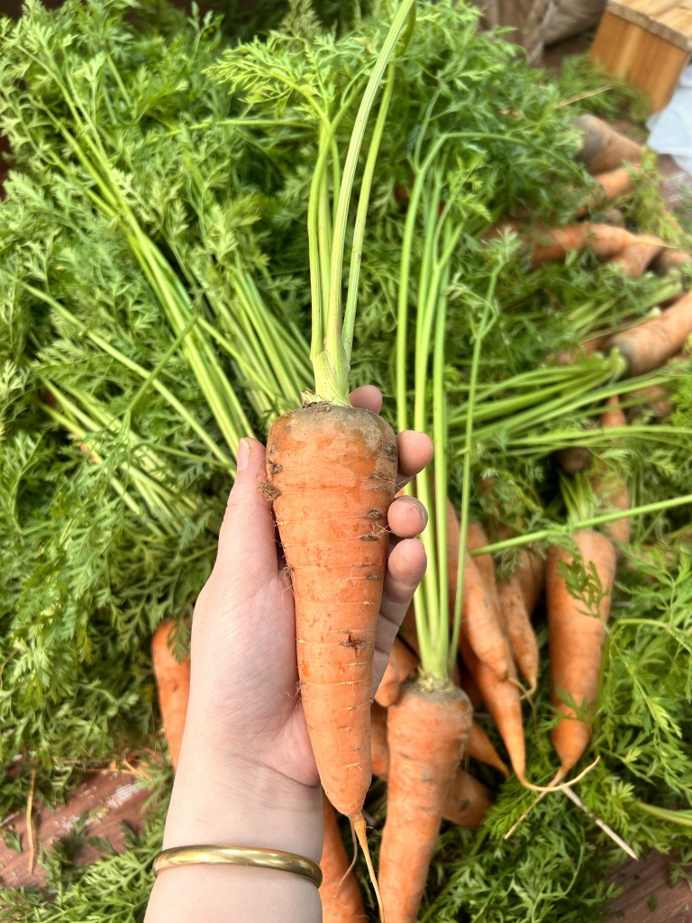 Cà rốt cam hữu cơ (kg)