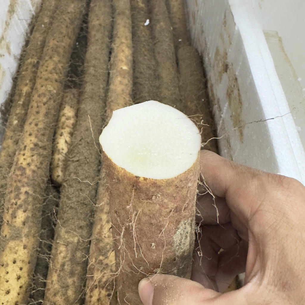 Củ mài tươi (hoài sơn) kg