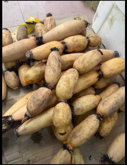 Củ sen Hương tươi