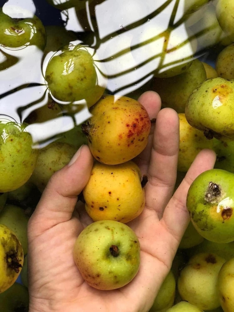 Giấm táo Sơn Tra nhà ủ 1lit