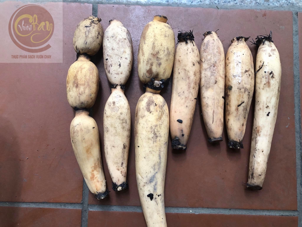 Củ sen Hương tươi