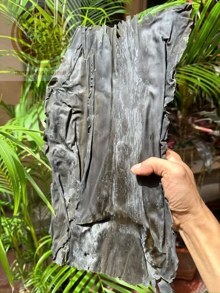 Rong phổ tai kombu Hàn Quốc 1kg